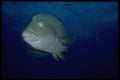 306071 Napoleon Fish A4 Photo Print