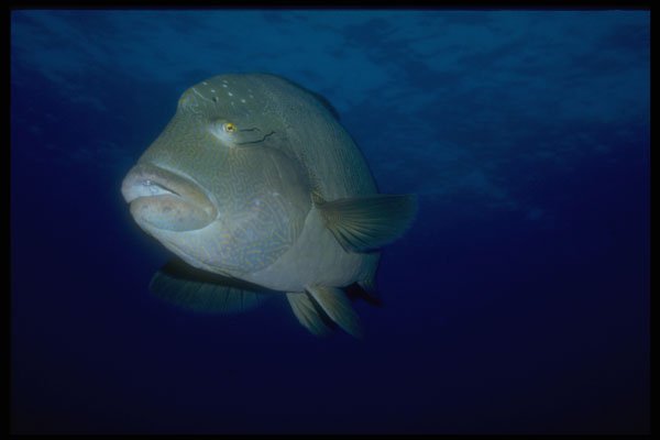 306071 Napoleon Fish A4 Photo Print