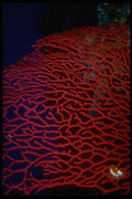 306072 Gorgonian Coral A4 Photo Print