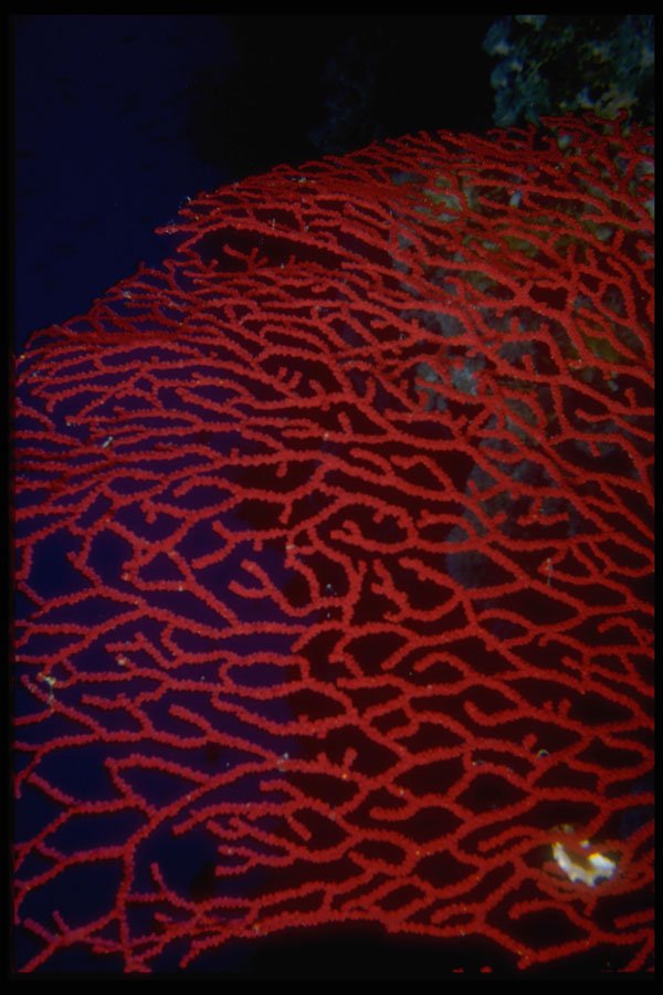 306072 Gorgonian Coral A4 Photo Print