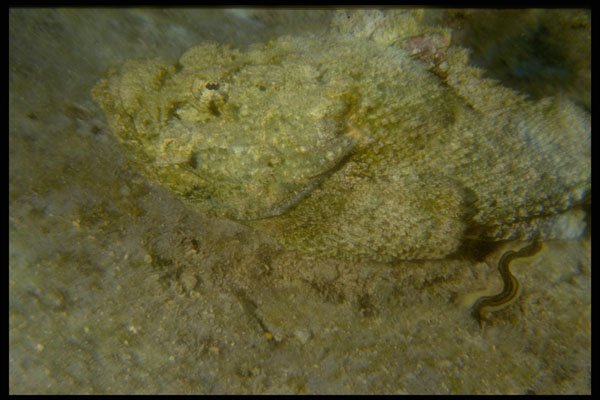 306073 Devil Scorpionfish A4 Photo Print