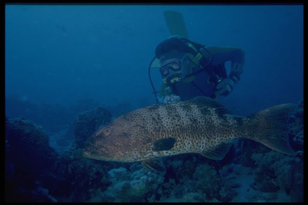 306074 Leopard Grouper A4 Photo Print