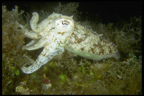 306075 Cuttlefish A4 Photo Print
