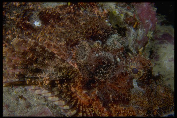 306076 Devil Scorpionfish A4 Photo Print