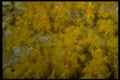 306077 Daisy Coral A4 Photo Print