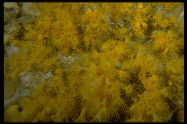 306077 Daisy Coral A4 Photo Print