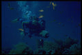 306078 Diver With Emperor Angelfish A4 Photo Print