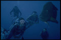 306079 Diver With Napoleon Fish A4 Photo Print