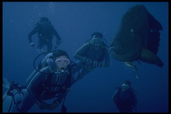 306079 Diver With Napoleon Fish A4 Photo Print