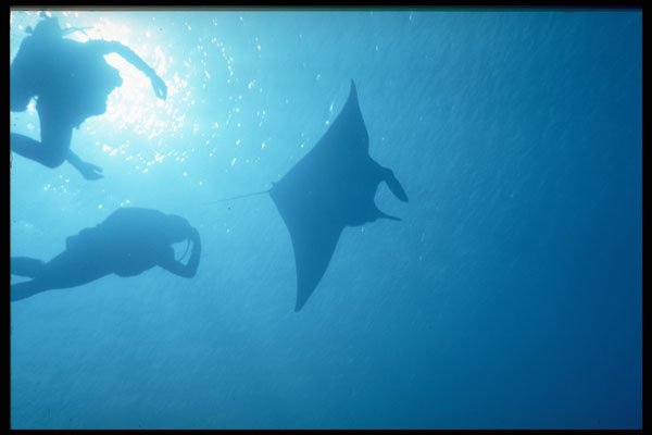306081 Manta Ray A4 Photo Print