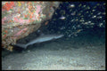306082 Whitetip Reef Shark A4 Photo Print