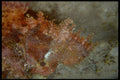 306083 Tassled Scorpionfish A4 Photo Print