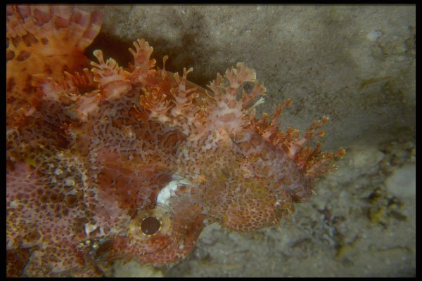 306083 Tassled Scorpionfish A4 Photo Print