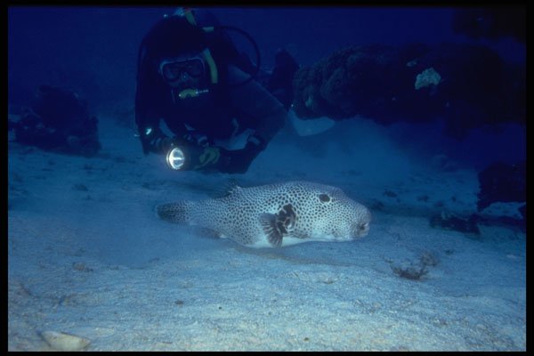 306084 Puffer A4 Photo Print