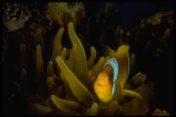 306085 Two banded Anemone Fish A4 Photo Print