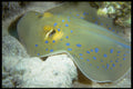 306086 Blue spotted Stingray A4 Photo Print