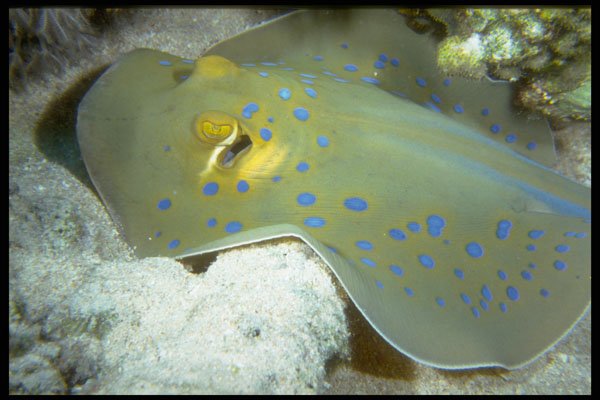 306086 Blue spotted Stingray A4 Photo Print