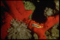 306087 Pyjama Nudibranch A4 Photo Print