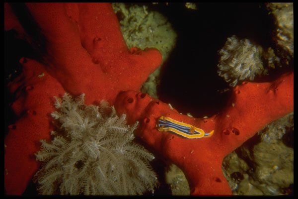 306087 Pyjama Nudibranch A4 Photo Print