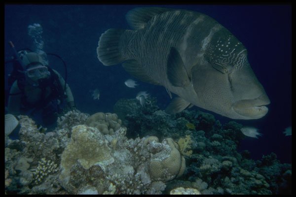 306088 Young Napoleon Fish A4 Photo Print
