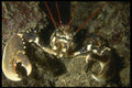 306090 Lobster A4 Photo Print