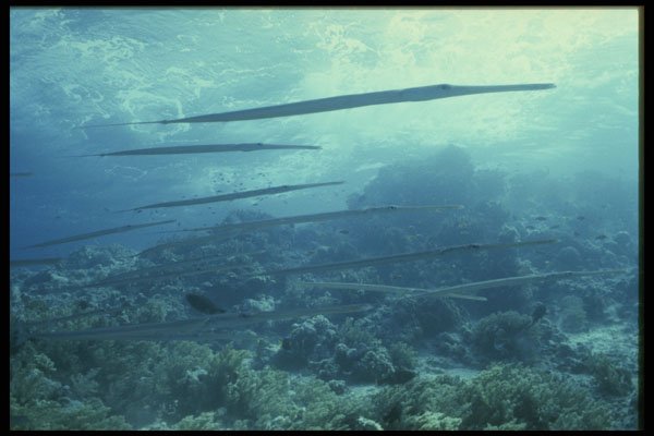 306091 Cornetfish A4 Photo Print