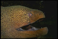 306092 Giant Moray A4 Photo Print