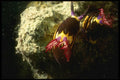 306093 Nudibranch A4 Photo Print