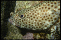 306094 Malabar Grouper A4 Photo Print