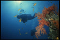 306095 Diver At The Reef With Moon Angelfish A4 Photo Print