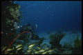 306096 Diver At The Reef A4 Photo Print