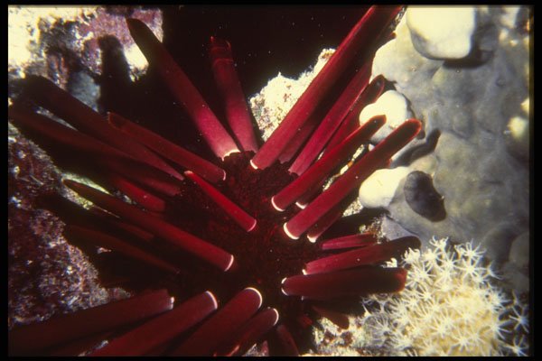 306097 Slate Pencil Urchin A4 Photo Print