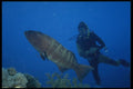306098 Diver With Leopard Grouper A4 Photo Print