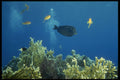 306099 Surgeonfish A4 Photo Print
