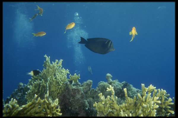 306099 Surgeonfish A4 Photo Print