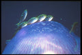 307000 Juvenile Jacks On Jellyfish A4 Photo Print