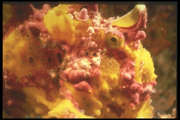 307001 Yellow Frogfish A4 Photo Print