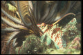 307002 Hawkfish On A Crynoid A4 Photo Print