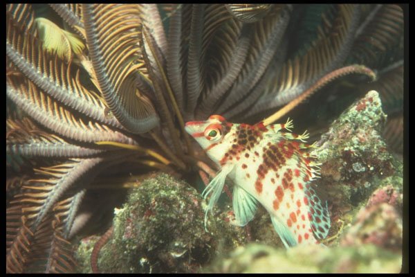 307002 Hawkfish On A Crynoid A4 Photo Print