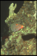 307004 Blue stripped Puffer Fish A4 Photo Print