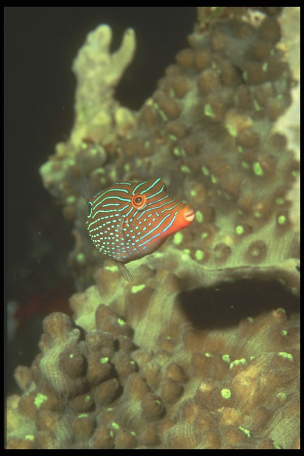 307004 Blue stripped Puffer Fish A4 Photo Print