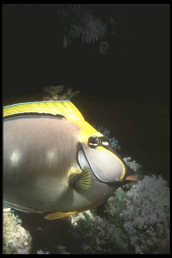 307005 Surgeon Fish At Night A4 Photo Print