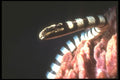 307006 Banded Sea Snake A4 Photo Print