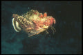 307007 Flying Sea Goblin A4 Photo Print