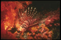 307008 Lionfish Beds Down In Soft Coral A4 Photo Print