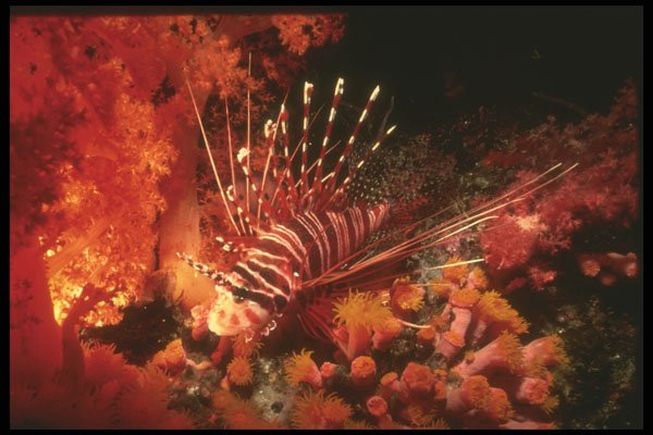 307008 Lionfish Beds Down In Soft Coral A4 Photo Print