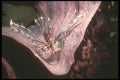 307010 Lionfish On Tip Of Sponge A4 Photo Print