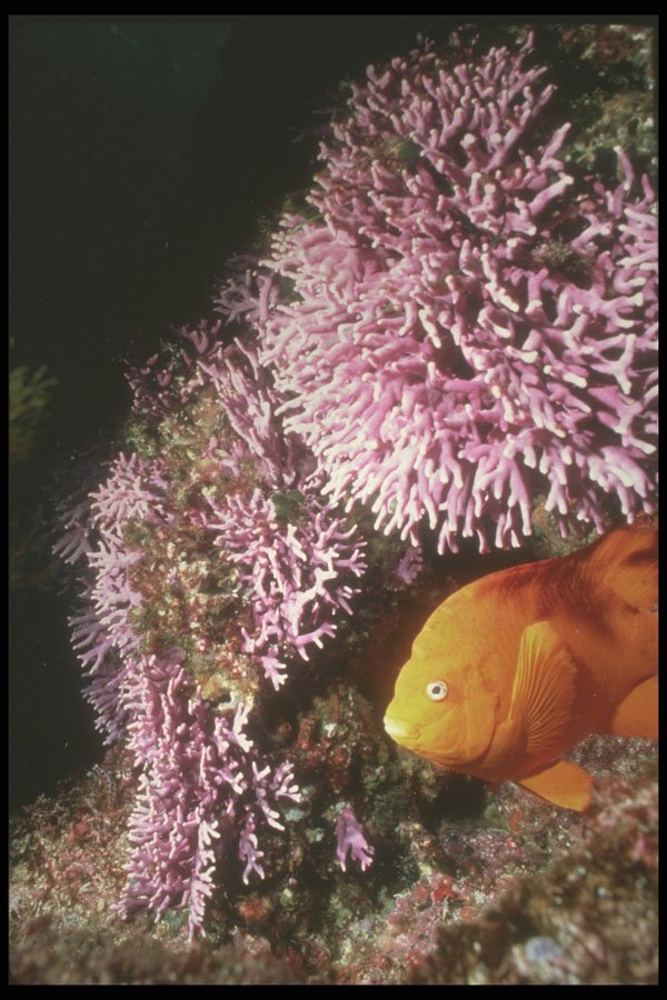 307011 Garibaldi Under Purple Hydra Coral A4 Photo Print