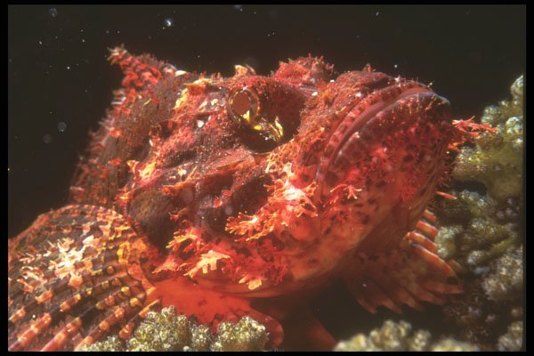 307012 Close up Of Scorpion Fish Face A4 Photo Print