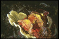 307013 Yellow faced Scorpion Fish On Plate Coral A4 Photo Print